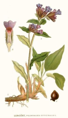 Spotted Lungword or Couslip of Jerusalem - Pulmonaria officinalis - медуница лекарственная (легочница)